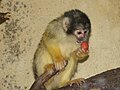 Bolivian Squirrel Monkey in Zoo Frankfurt