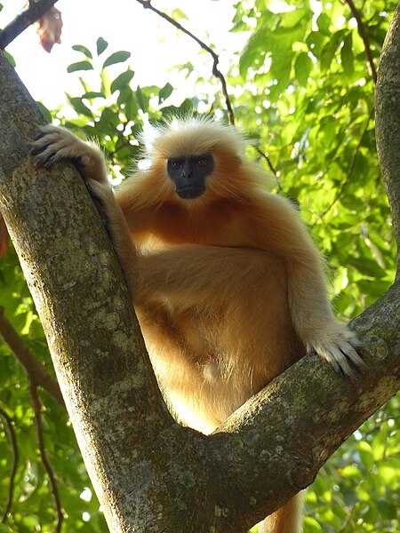 File:Trachypithecus geei 12801990.jpg