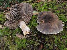 Tricholoma luteomaculosum 191198.jpg