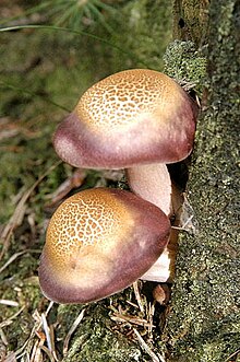 The species growing in Belgium Tricholomopsis.rutilans.-.lindsey.jpg