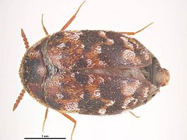 Trogoderma versicolor