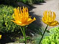 Trollius ledebourii