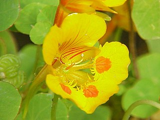 <i>Tropaeolum minus</i> Species of flowering plant