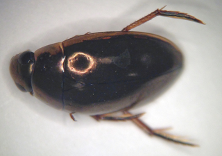 <i>Tropisternus lateralis</i> Species of beetle