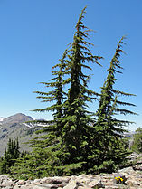 California mountain hemlock on Mount Tallac trail