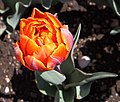 * Nomination Tulip (Tulipa), Botanic Garden, Munich, Germany --Poco a poco 09:45, 11 May 2012 (UTC) * Promotion Good quality. --Cayambe 19:14, 17 May 2012 (UTC)