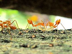 Two O. smaragdina transferring food to their colony Two weaver ants.JPG
