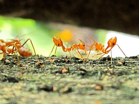 Несмотря на муравьиную склонность. Oecophylla Weaver Ants. Oecophylla smaragdina. Муравьи Ткачи. Трофоллаксис у муравьев.