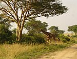 Nationaal park Murchison Falls