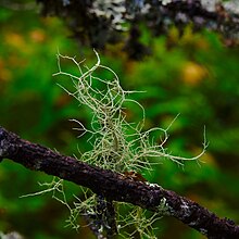 Usnea lapponica Vain.jpg