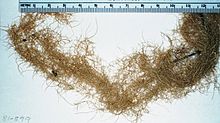 Usnea longissima.jpg