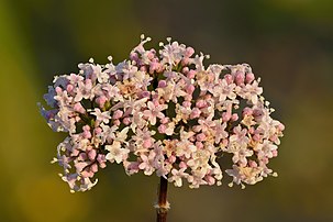 Inflorescence de valériane officinale. (définition réelle 6 000 × 4 000)