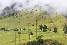 Quindío wax palm tree is the national tree of Colombia