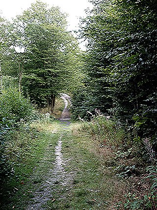 <span class="mw-page-title-main">Great Wood and Dodd's Grove</span>