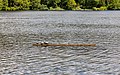 * Nomination Turtles (Yellow-bellied slider) on the Lost Lagoon in the Stanley Park in Vancouver, British Columbia, Canada --XRay 03:01, 11 August 2022 (UTC) * Promotion  Support Good quality -- Johann Jaritz 03:55, 11 August 2022 (UTC)