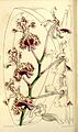 Vanda tricolor (as syn. Vanda suavis) plate 5174 in: Curtis's Bot. Magazine (Orchidaceae), vol. 86, (1860)