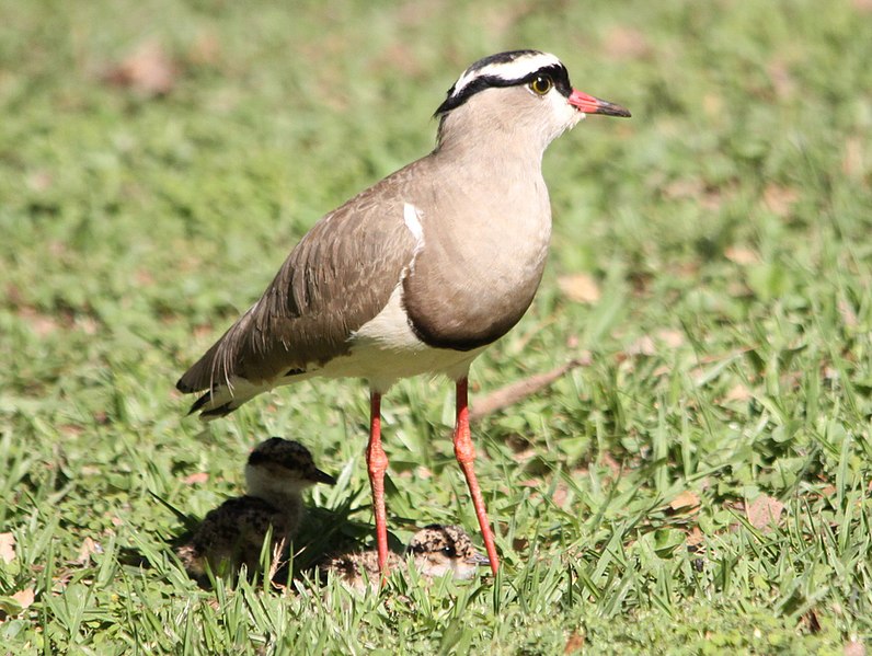 File:Vanellus coronatus -South Africa -adult and chicks-8.jpg