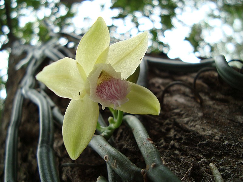 File:Vanilla aphylla from Southern Thailand.jpg