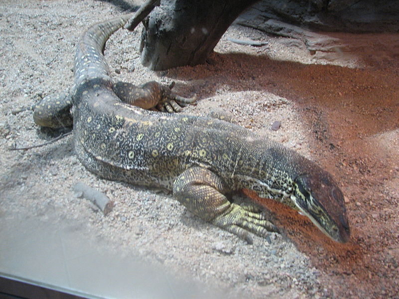 File:Varanus.gouldii.horni-ZOO.Olomouc1.jpg