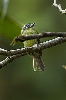 Variegated bristle tyrant Species of bird