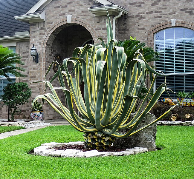 File:Variegated Century Plant -- Agave americana 'Marginata'.jpg