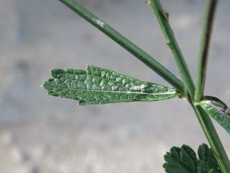 File:Verbena officinalis - Vervain at Paro during LGFC - Bhutan 2019 (9).jpg