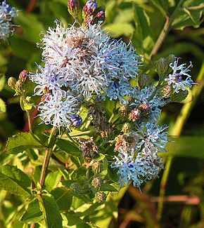 Descripción de la imagen Vernonia galamensis (25396105376) .jpg.