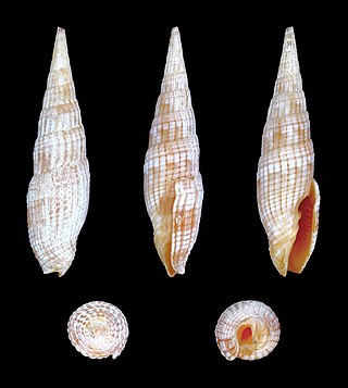 <i>Vexillum costatum</i> Species of gastropod