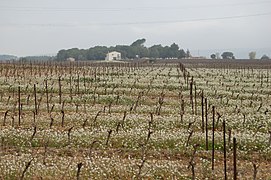 Vigne blanche avec Diplotaxis erucoides (Vendémian, Hérault)