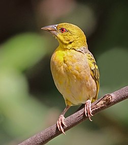 Fêmea de tecelão-malhado (Ploceus cucullatus cucullatus) na Gâmbia. (definição 2 016 × 2 272)