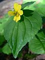 Pioneer Violet (Viola glabella)