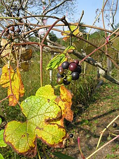 <i>Vitis ficifolia</i> Species of grapevine