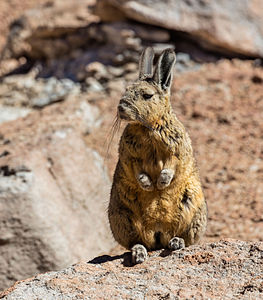 Southern viscacha (Lagidium viscacia), Desert of Siloli, Bolivia