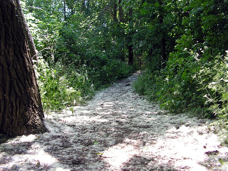 File:Włocławek-path leading to the headland on Vistula river.jpg