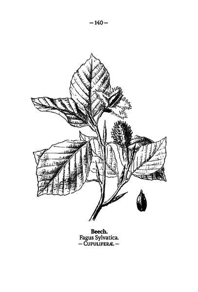 File:WWB-0287-140-Fagus sylvatica.png