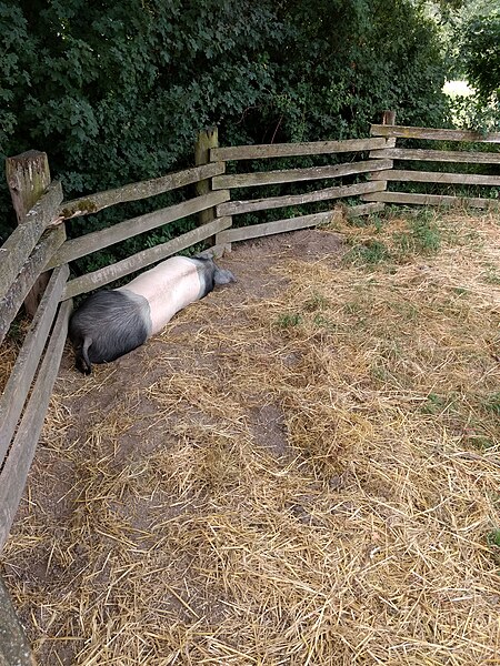 File:Wackershofen freilandmuseum 2018 05.jpg