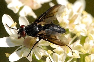 Dexiinae Subfamily of flies