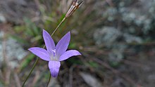 Wahlenbergia luteola (8675520224).jpg