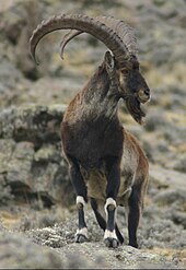 Walia ibex are found in the Simien Mountains National Park Walia ibex 3.jpg