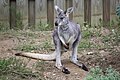 Wallaroo