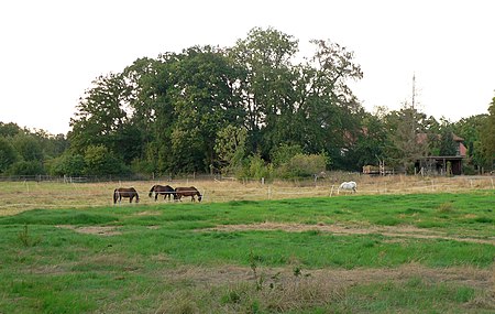 Wallburg Dedenhausen Weide