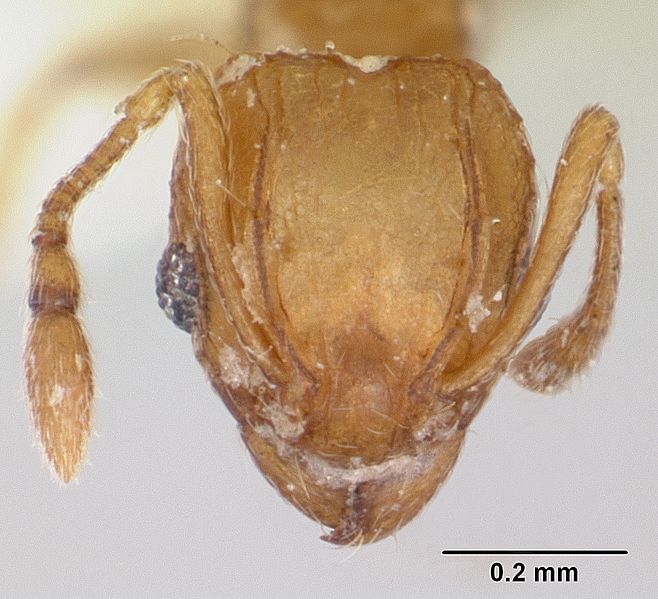 File:Wasmannia auropunctata casent0173249 head 1.jpg