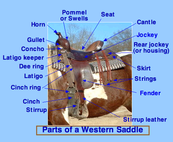 Parts of a Western Saddle