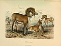 Wild oxen, sheep and goats of all lands, living and extinct (1898) (14562363777).jpg