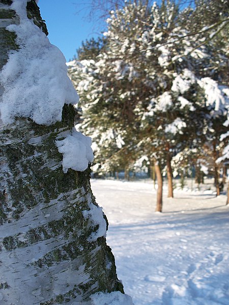 File:Winter 2010 - panoramio.jpg