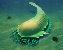 Life restoration of Wisangocaris feeding on trilobites. Wisangocaris.png