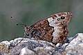 * Nomination Woodland grayling (Hipparchia fagi) male --Charlesjsharp 09:05, 8 September 2019 (UTC) * Promotion Good Quality --Axel Tschentscher 14:59, 9 September 2019 (UTC)