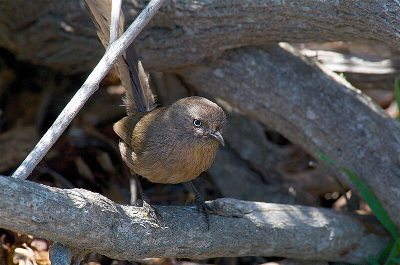 File:Wrentit (Chamaea fasciata) 1.jpg