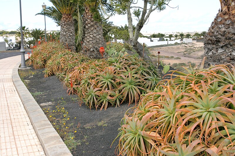 File:Yaiza Playa Blanca - Calle La Calera - Aloe arborescens 02 ies.jpg