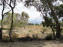 Dry creek bed at Brim, 2012 Yarriambiack Creek dry.JPG
